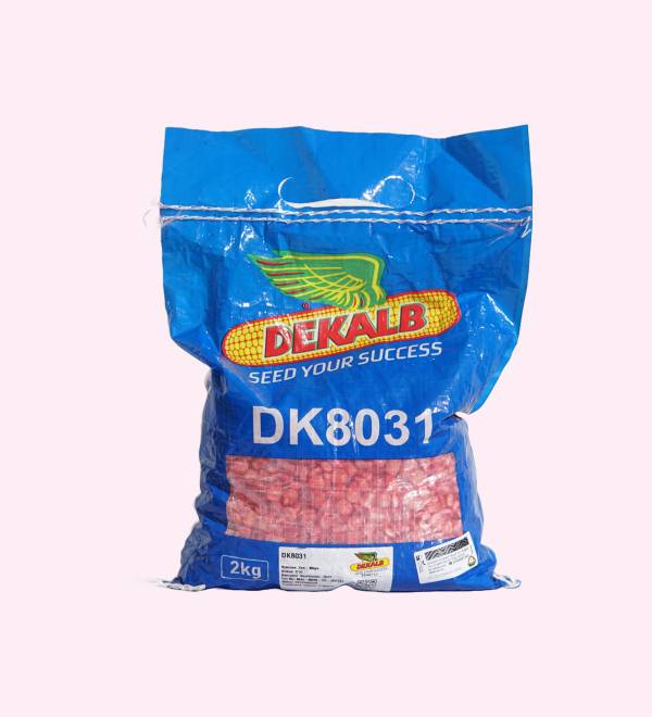 DK® 8031 - Hybrid Maize Seeds - 2Kg