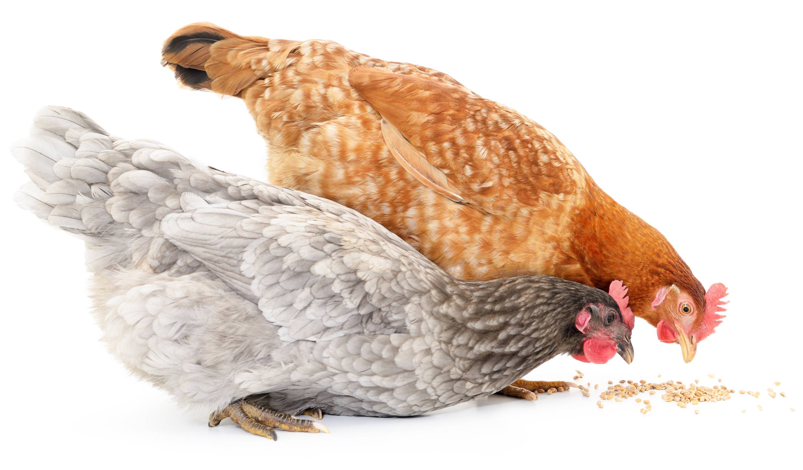 Plum Pharmacy & Agrovet 50.0 Chicken Feed