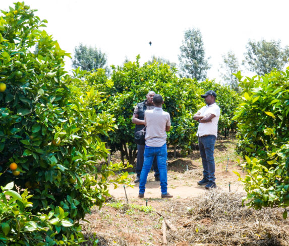 Plum Agri Irrigation Portfolio - Kajiado Pixie Orange Farm 10