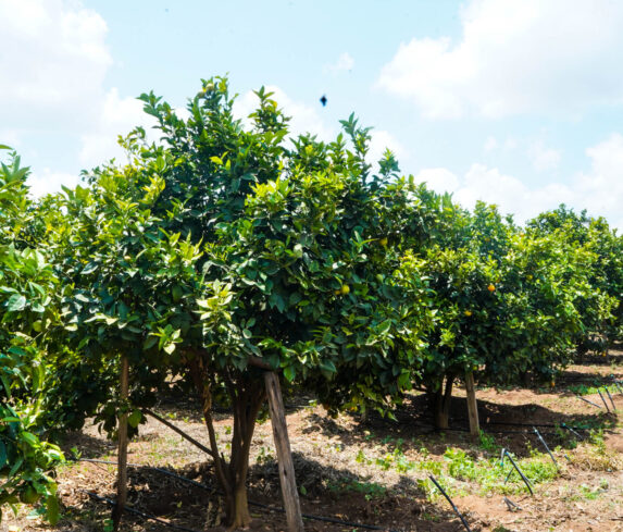 Plum Agri Irrigation Portfolio - Kajiado Pixie Orange Farm 2