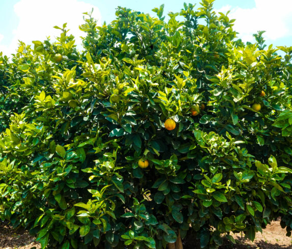 Plum Agri Irrigation Portfolio - Kajiado Pixie Orange Farm 3
