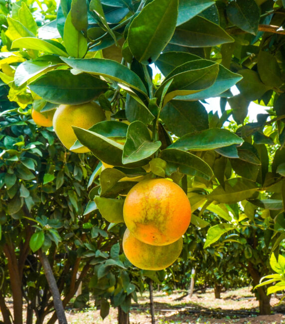 Plum Agri Irrigation Portfolio - Kajiado Pixie Orange Farm 5
