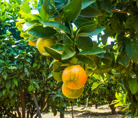 Plum Agri Irrigation Portfolio - Kajiado Pixie Orange Farm 5