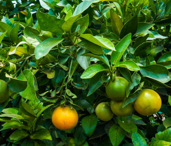 Plum Agri Irrigation Portfolio - Kajiado Pixie Orange Farm 6