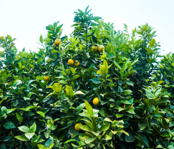 Plum Agri Irrigation Portfolio - Kajiado Pixie Orange Farm 7