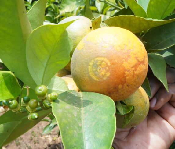 Plum Agri Irrigation Portfolio - Kajiado Pixie Orange Farm 8