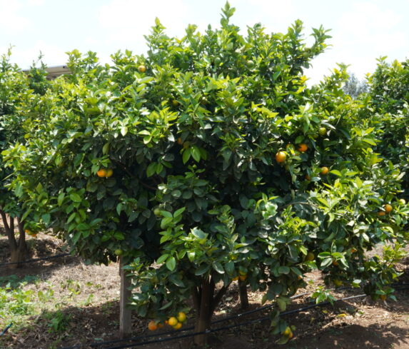 Plum Agri Irrigation Portfolio - Kajiado Pixie Orange Farm 9