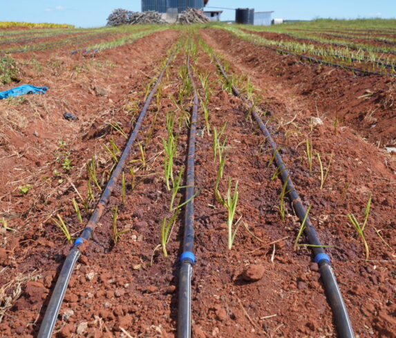 A farm with drip irrigation