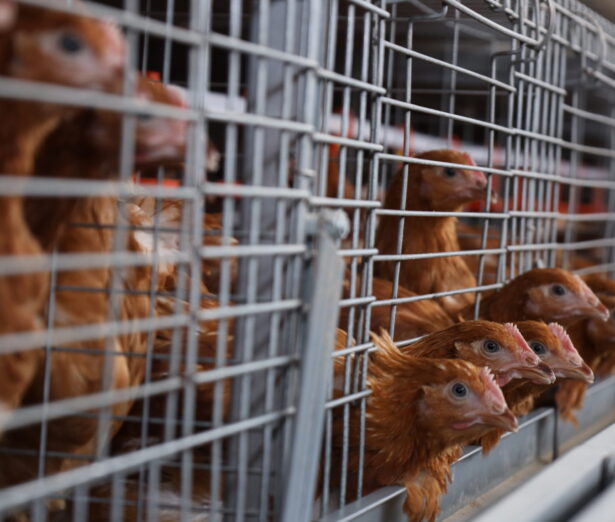 Plum Agri Irrigation - Livestock 10