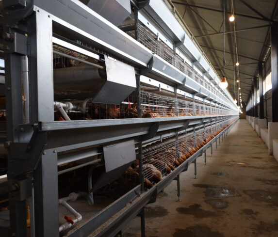 Plum Agri Irrigation - Livestock 11