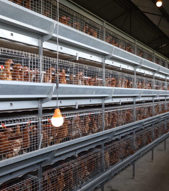 Plum Agri Irrigation - Livestock 6