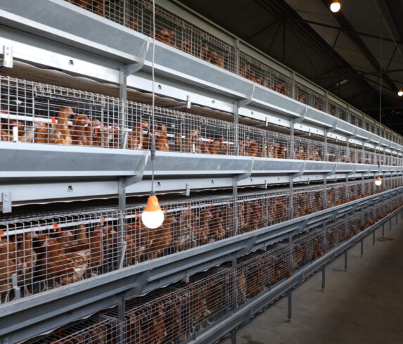 Plum Agri Irrigation - Livestock 6