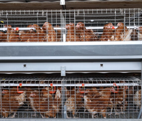 Plum Agri Irrigation - Livestock 8