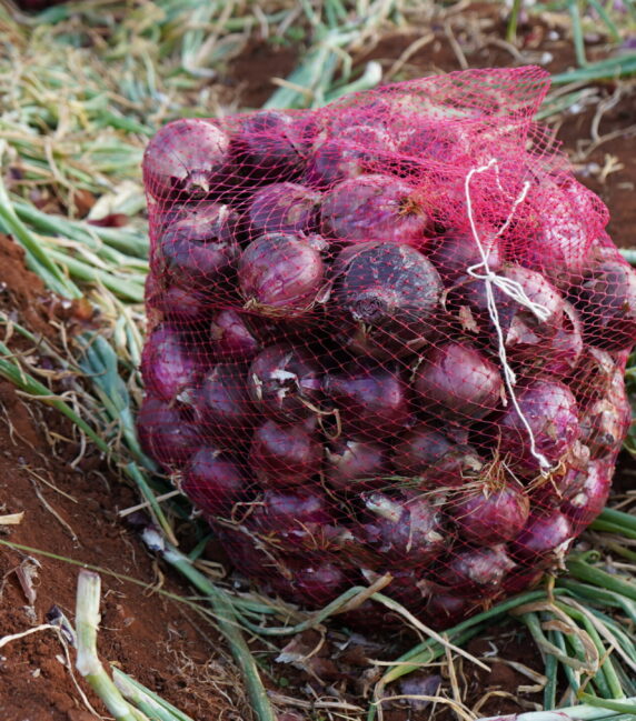 Plum Agri Irrigation - Onion Harvest