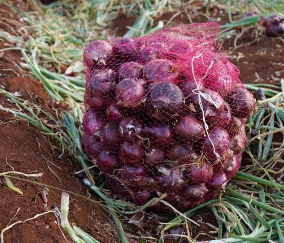 Plum Agri Irrigation - Onion Harvest