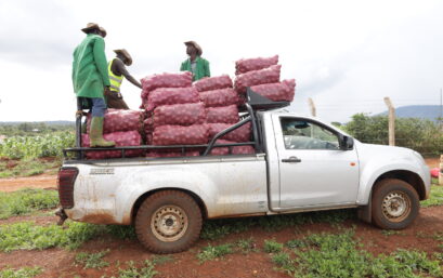 Plum Agri Irrigation - Onion harvest 11