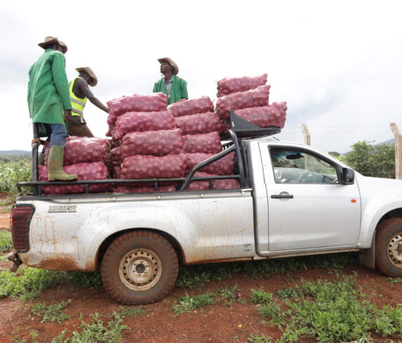 Plum Agri Irrigation - Onion harvest 11