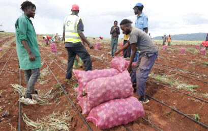 Plum Agri Irrigation - Onion harvest 12