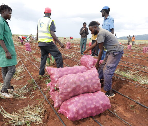 Plum Agri Irrigation - Onion harvest 12