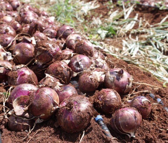 Plum Agri Irrigation - Onion harvest 13