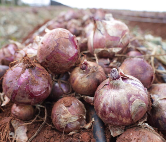 Plum Agri Irrigation - Onion harvest 14