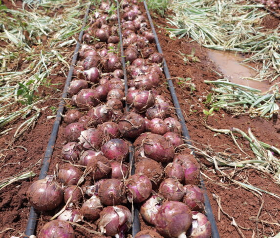 Plum Agri Irrigation - Onion harvest 16