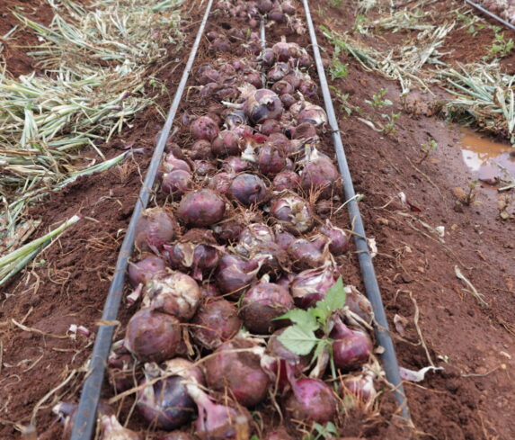 Plum Agri Irrigation - Onion harvest 18