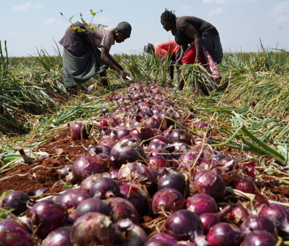 Plum Agri Irrigation - Onion harvest 2