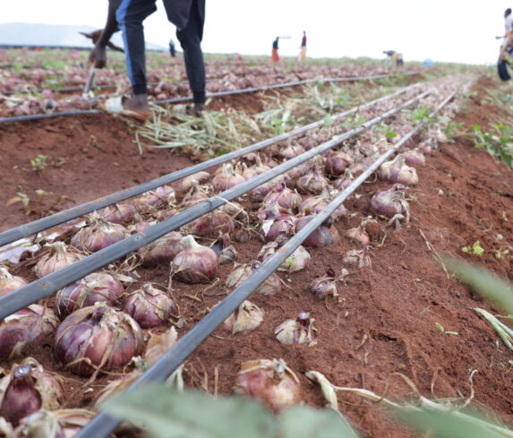 Plum Agri Irrigation - Onion harvest 20