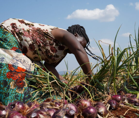 Plum Agri Irrigation - Onion harvest 3