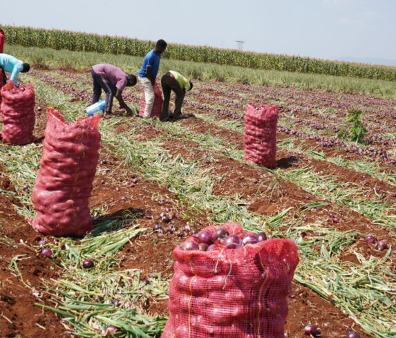Plum Agri Irrigation - Onion harvest 4