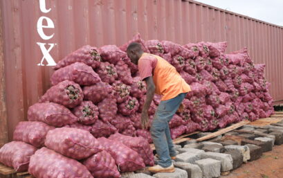 Plum Agri Irrigation - Onion harvest 6
