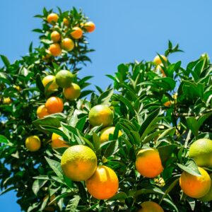 An image showing an orange tree