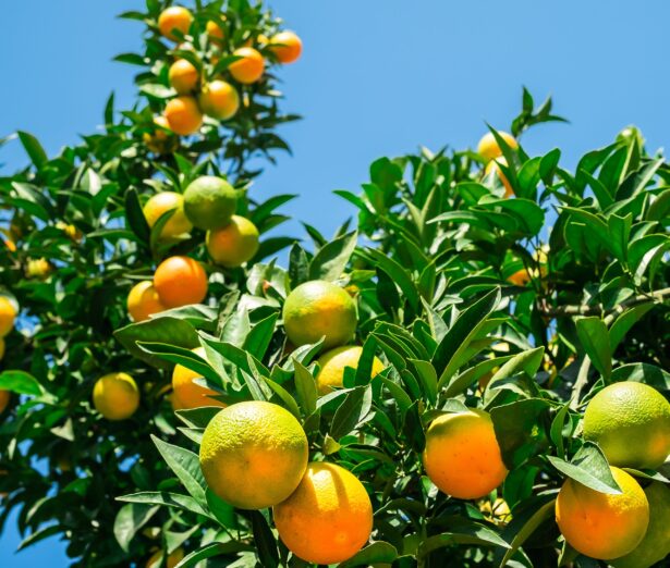 An image showing an orange tree