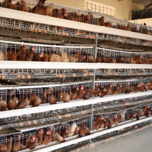 Starting a Poultry Farming Business? Invest in the Right Equipment
