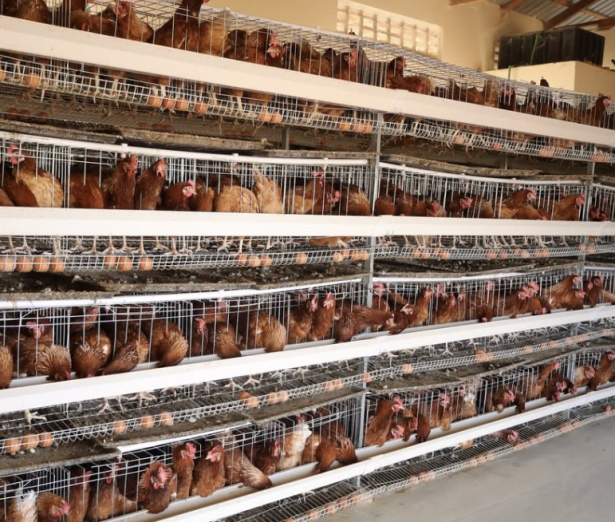 Starting a poultry farm in Kenya? Get durable cages and automated drinkers built for daily use.