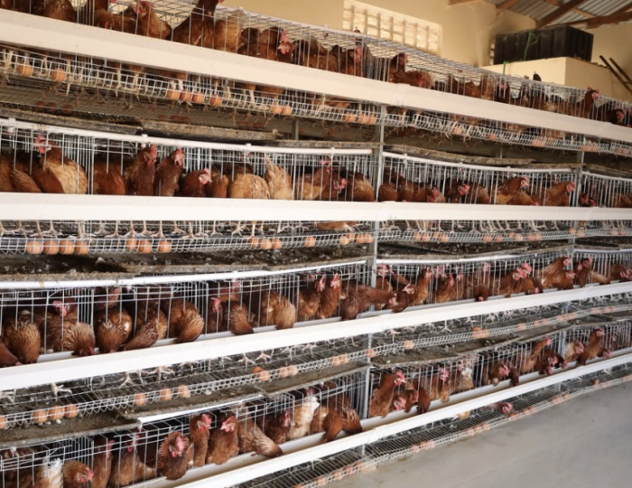 Starting a poultry farm in Kenya? Get durable cages and automated drinkers built for daily use.