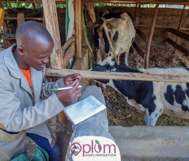 Keep your dairy herd healthy and productive with Plum Agrovet's veterinary services, including check-ups, deworming, vaccination, mastitis care and nutrition guidance.