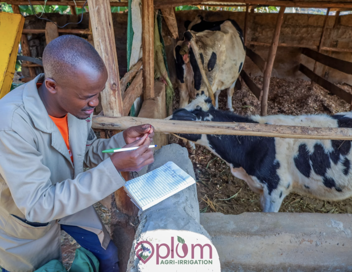 Keep your dairy herd healthy and productive with Plum Agrovet's veterinary services, including check-ups, deworming, vaccination, mastitis care and nutrition guidance.