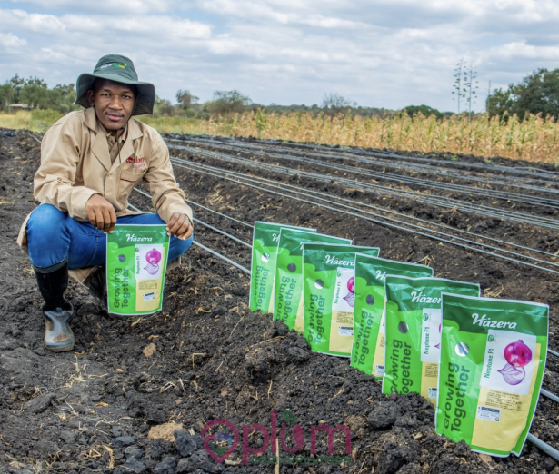 How to Grow Onions Successfully in Kenya