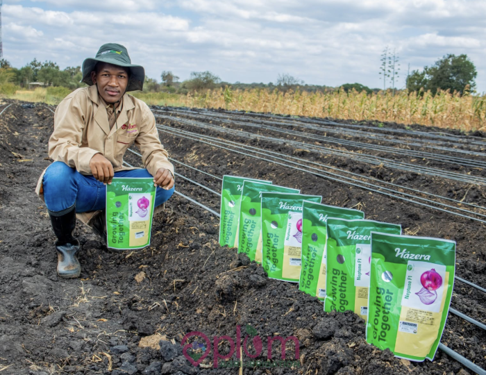 How to Grow Onions Successfully in Kenya